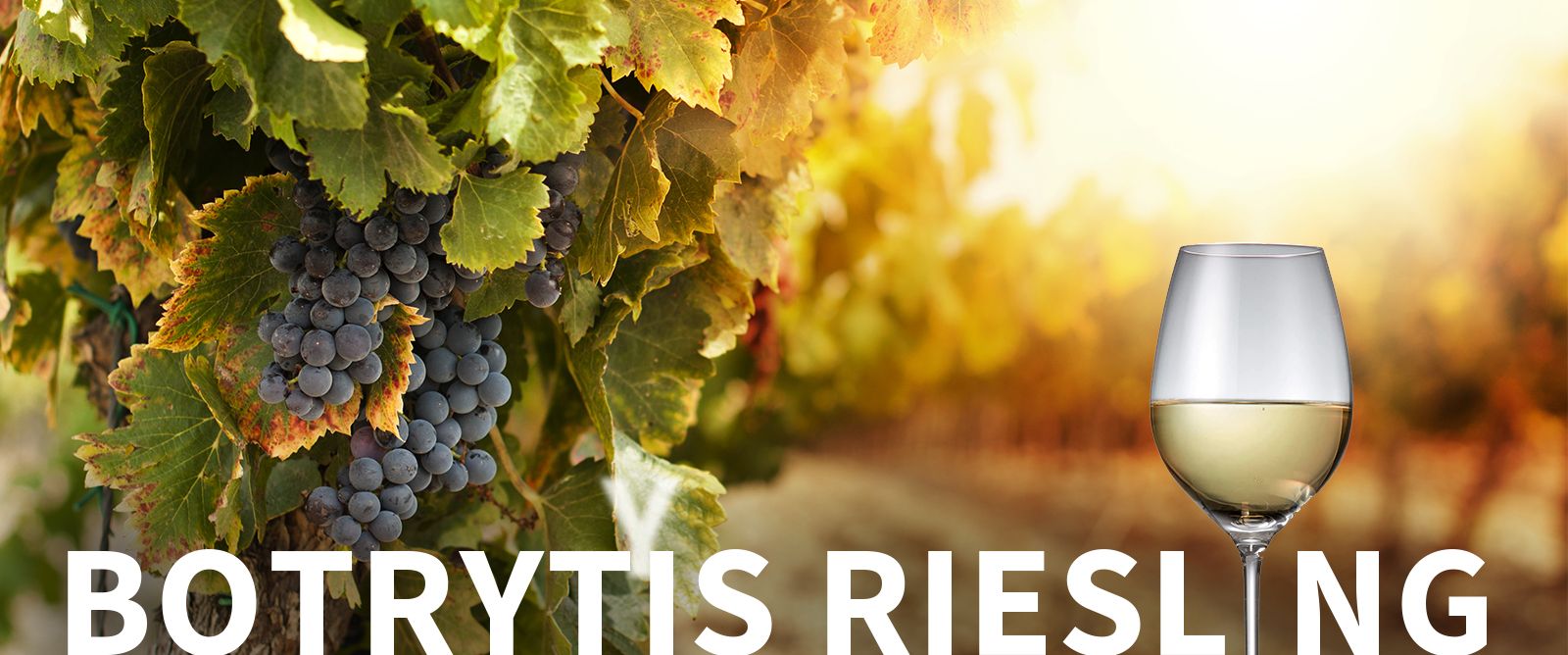 Picture for category Botrytis Riesling