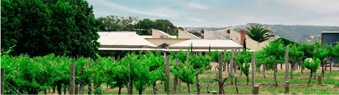 Lush vineyard in McLaren Vale